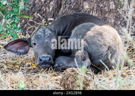 Cape Buffalo Calf in South Africa. Stock Photo