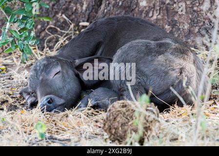 Sleeping Cape Buffalo Calf in South Africa. Stock Photo