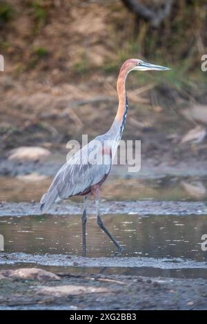 Goliath Heron. Stock Photo