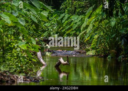 stream though jungle , Thailand Stock Photo
