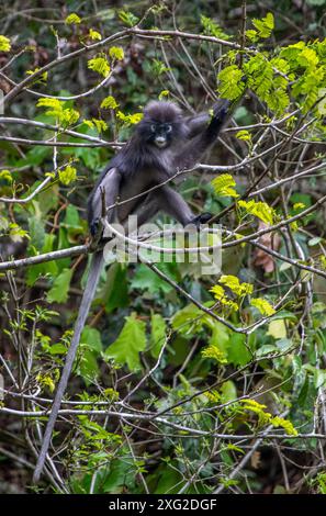 Dusky Langur monkey, Thailand Stock Photo