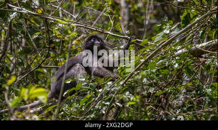 Dusky Langur monkey, Thailand Stock Photo