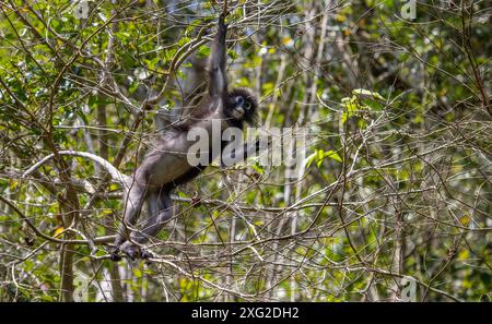 Dusky Langur monkey, Thailand Stock Photo