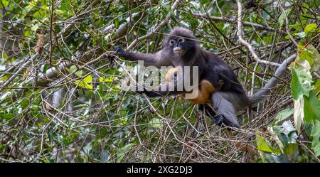 Dusky Langur monkey, Thailand Stock Photo