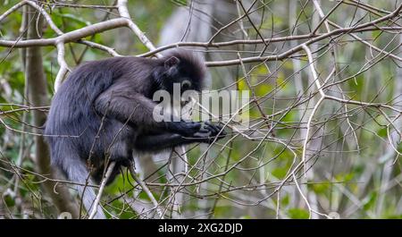 Dusky Langur monkey, Thailand Stock Photo