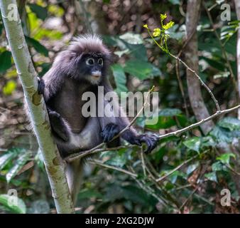 Dusky Langur monkey, Thailand Stock Photo