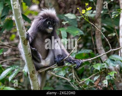 Dusky Langur monkey, Thailand Stock Photo