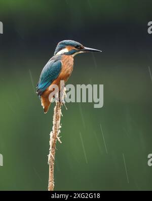 Juvenile kingfishers learning their trade where it really is be successful or die.  There is a very high mortality of young kingfisher. Stock Photo