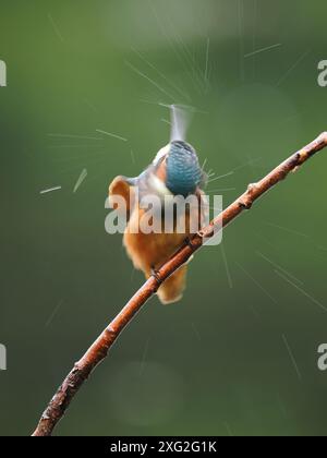 Juvenile kingfishers learning their trade where it really is be successful or die.  There is a very high mortality of young kingfisher. Stock Photo