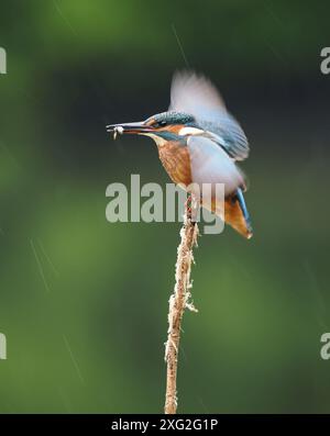 Juvenile kingfishers learning their trade where it really is be successful or die.  There is a very high mortality of young kingfisher. Stock Photo