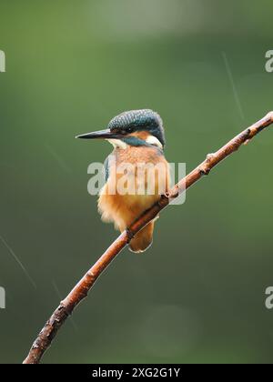 Juvenile kingfishers learning their trade where it really is be successful or die.  There is a very high mortality of young kingfisher. Stock Photo