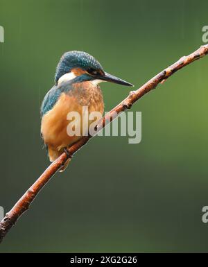 Juvenile kingfishers learning their trade where it really is be successful or die.  There is a very high mortality of young kingfisher. Stock Photo