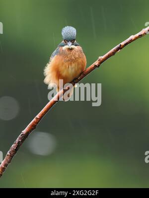 Juvenile kingfishers learning their trade where it really is be successful or die.  There is a very high mortality of young kingfisher. Stock Photo