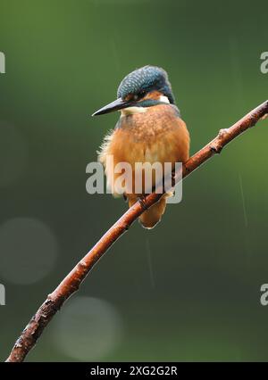 Juvenile kingfishers learning their trade where it really is be successful or die.  There is a very high mortality of young kingfisher. Stock Photo