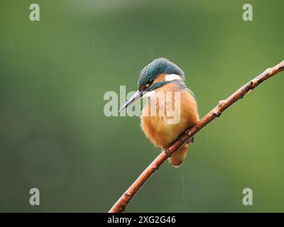 Juvenile kingfishers learning their trade where it really is be successful or die.  There is a very high mortality of young kingfisher. Stock Photo