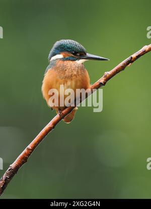 Juvenile kingfishers learning their trade where it really is be successful or die.  There is a very high mortality of young kingfisher. Stock Photo