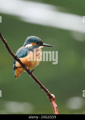 Juvenile kingfishers learning their trade where it really is be successful or die.  There is a very high mortality of young kingfisher. Stock Photo