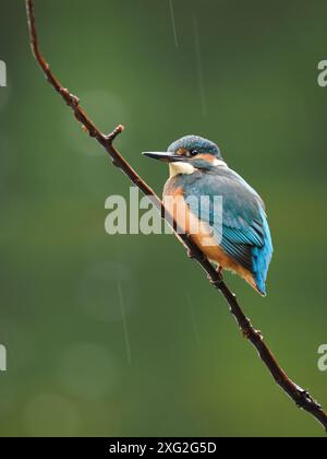 Juvenile kingfishers learning their trade where it really is be successful or die.  There is a very high mortality of young kingfisher. Stock Photo