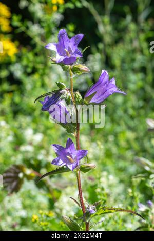 Wildflowers Blue Bellflower Campanula Summer Wildflower Meadow Flowers ...