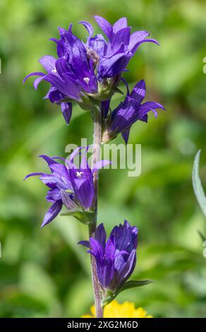 Clustered bellflower wildflower (Campanula glomerata), plant with purple flowers on grassland in July or summer, England, UK Stock Photo