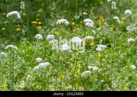 Common valerian wildflowers (Valeriana officinalis), a plant with white pink umble-like flowers on grassland, England, UK Stock Photo