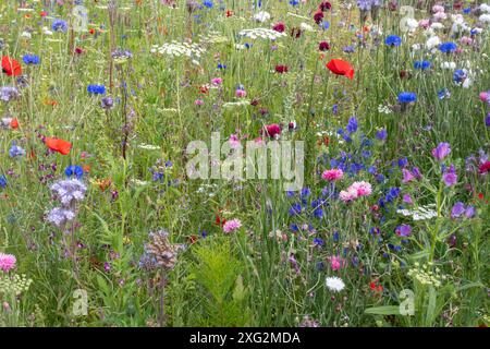 Colourful wildflowers in The Wildlife Garden at RHS Wisley Garden, Surrey, England, UK, during summer including red poppies and cornflowers Stock Photo