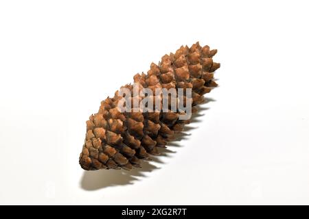 A fir cone, elongated, lies on white. Stock Photo