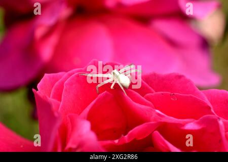 A white flower spider sits on a red rose with its legs spread out to the sides. Stock Photo