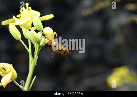 A flower spider that was sitting on a flower caught a hoverfly and is eating it. Stock Photo
