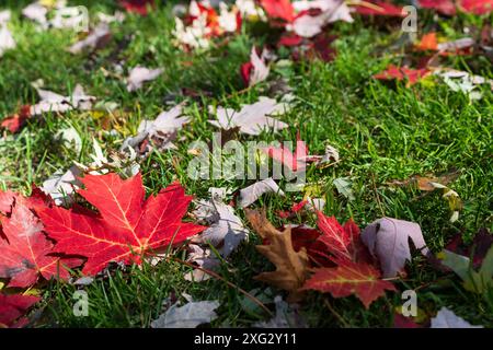 Red maple leaves falling on the grass in autumn. Stock Photo