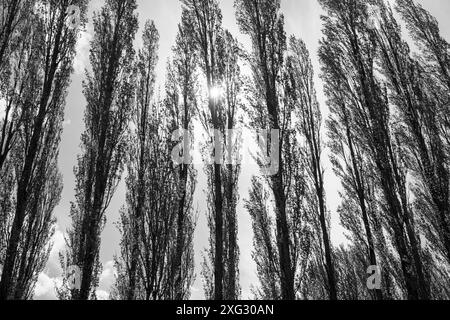 An avenue of tall Lombardy Poplar trees at Fletcher Moss in Didsbury, Greater Manchester. Stock Photo