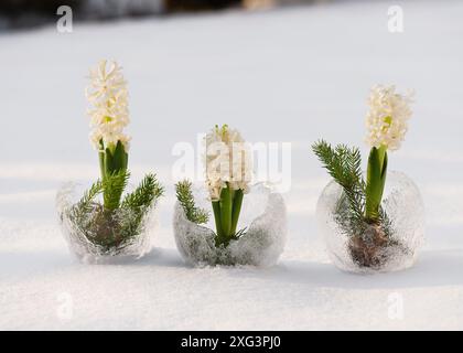 Three ice globe crystal vases with beautiful white hyacinths init on the snow background. Winter craft and Ice art or outdoor decoration concept. Stock Photo