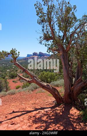 Gnarled old juniper tree frames view of Cathedral rock in red rock landscape of Sedona Arizona Stock Photo