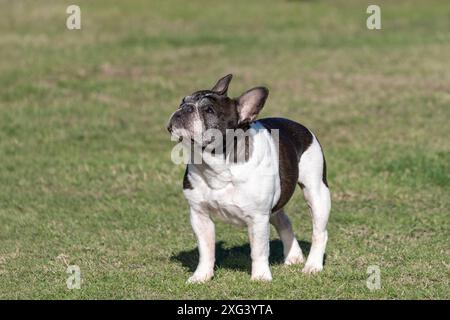 Senior black brindle and white French Bulldog standing in the grass looking up Stock Photo