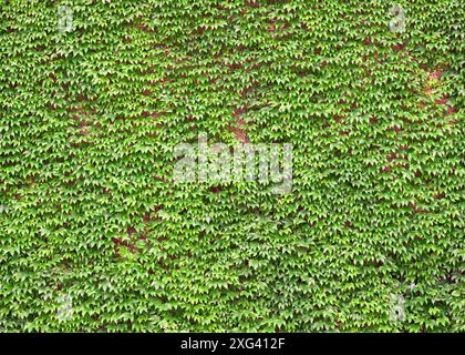 Ivy covered brick wall forms busy background pattern in green Stock Photo