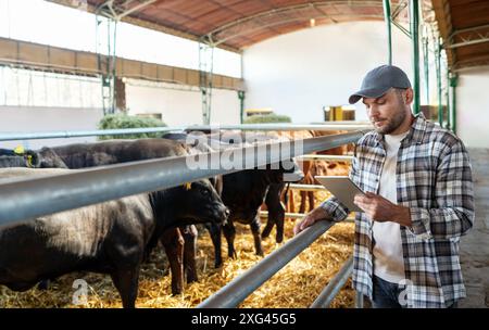 A male livestock farm worker analyzes online data about the condition of cows on a cattle farm.. Livestock inspector. Stock Photo