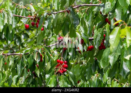 Cherries growing in the Spanish countryside Stock Photo