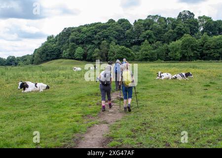 Walking group walking through a field of  Friesian dairy cows in English countryside  farmland Stock Photo