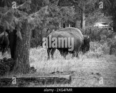 Bison roam freely in Yellowstone National Park and often get very close ...