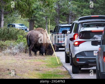 Bison roam freely in Yellowstone National Park and often get very close ...