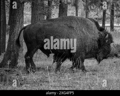 Bison roam freely in Yellowstone National Park and often get very close ...