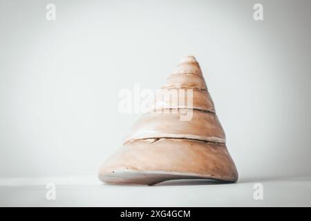 Large cone-shaped pearl shell on a blue background, copy space Stock Photo