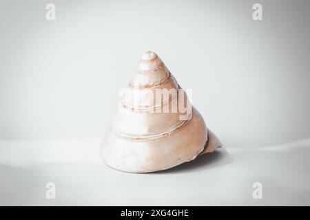 Large cone-shaped pearl shell on a blue background, copy space Stock Photo