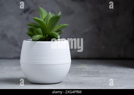 Succulent plant in white vase on concrete background Stock Photo