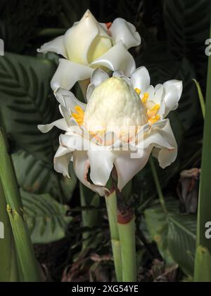 White Torch Ginger, Etlingera elatior var. alba, Zingiberaceae. Thailand and West Malesia. Stock Photo