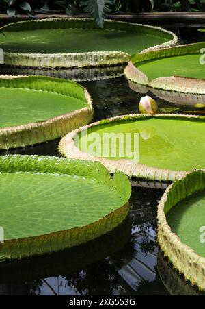 Santa Cruz Water Lily, Victoria cruziana, Nymphaeceae. Brazil to Argentina. Stock Photo