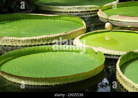 Santa Cruz Water Lily, Victoria cruziana, Nymphaeceae. Brazil to Argentina. Stock Photo