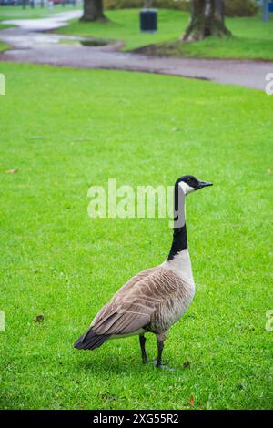 An adult Canada Goose Stock Photo - Alamy