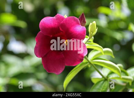 Purple Allamanda or Violet Allamanda, Allamanda blanchetii  syn. Allamanda violacea, Apocynaceae. Brazil, South America.  It is also called Red Bell. Stock Photo