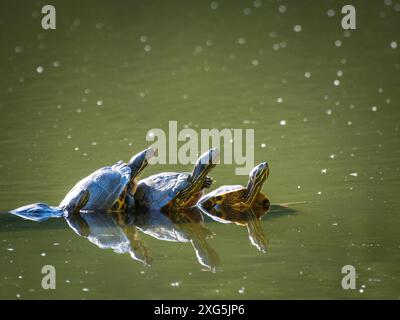 A painted turtle gets some sun on a log in spring Stock Photo